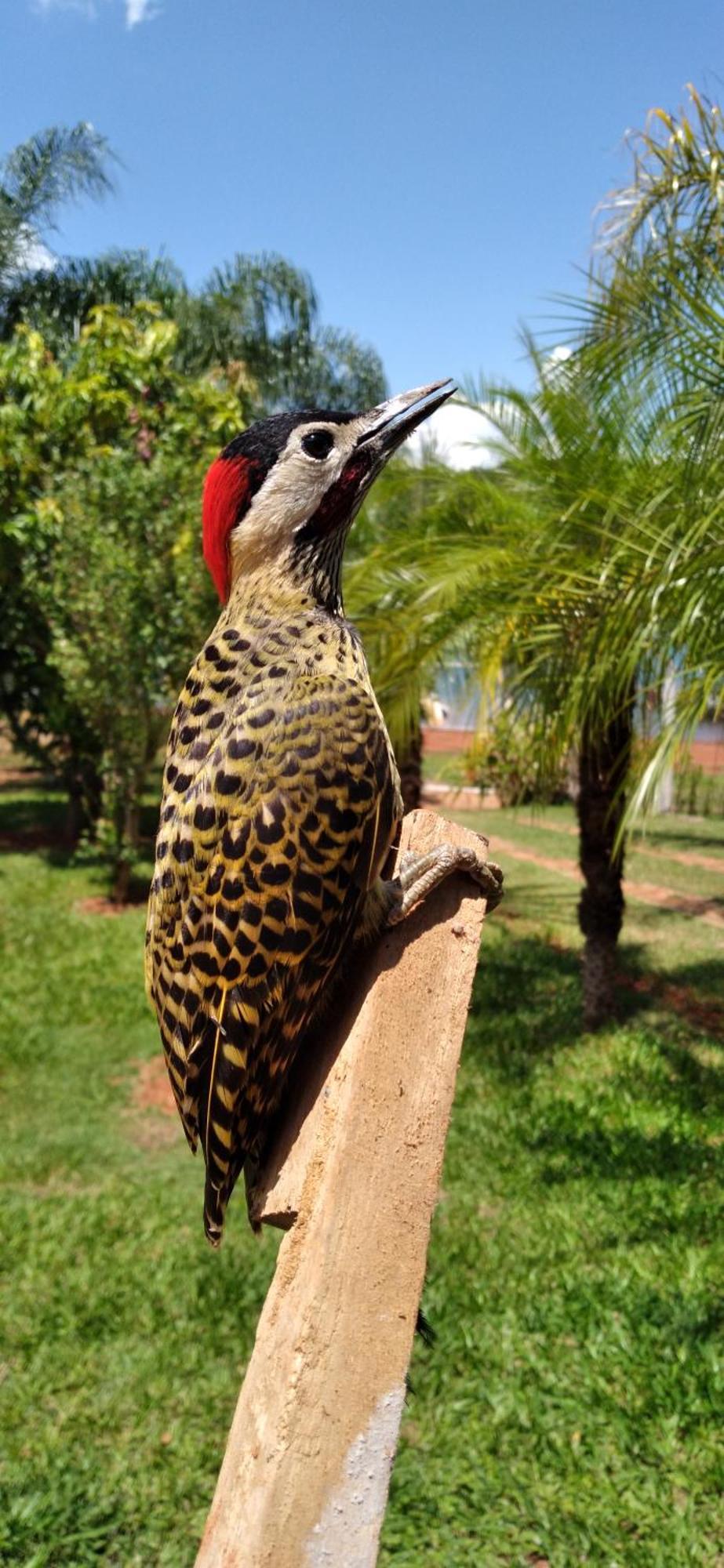 Pousada Estancia Mineira Guapé Buitenkant foto
